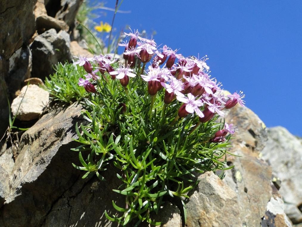 Silene acaulis subsp. cenisia / Silene a cuscinetto